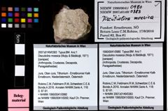 Foto (Objket + Etiketten) von Discutiolira moesica (Muţiu & Bădăluţă, 1971) 